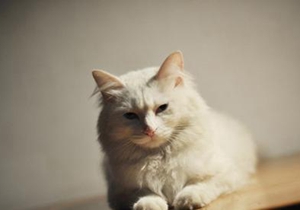 山東獅子貓絕育后怎么護理 絕育手術后護理方法