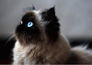 喜馬拉雅貓預(yù)產(chǎn)期怎么推算 預(yù)產(chǎn)期推算方法