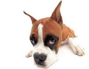 拳師犬怎么養 拳師犬飼養心得分享