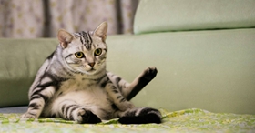 美國短毛貓公貓幾個月絕育 美短絕育最佳時間