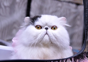 波斯貓孕期時間怎么計算 波斯貓孕期計算方法