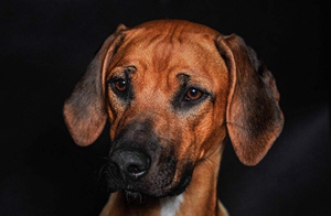 羅得西亞脊背犬怎么養 羅得西亞脊背犬飼養知識