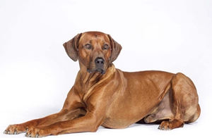 羅得西亞脊背犬好養嗎 獵獅犬喂養要點