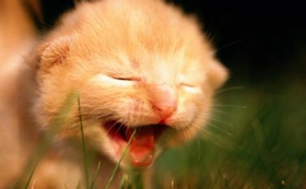 茶杯貓身上有疙瘩怎么辦 茶杯貓身上有疙瘩原因