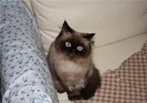 喜馬拉雅貓繁殖要注意什么 喜馬拉雅貓繁殖注意事項