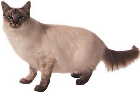 爪哇貓感冒發燒怎么辦 爪哇貓感冒發燒解決辦法