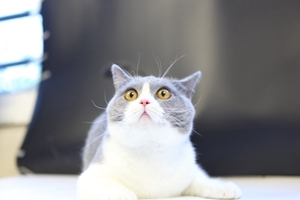 英國短毛貓要絕育嗎 絕育有什么好處嗎