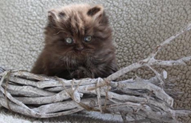 英國長毛貓口臭怎么辦 英國長毛貓口臭解決辦法