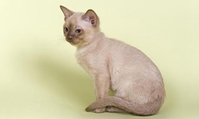 歐洲緬甸貓咳嗽怎么治療 歐洲緬甸貓咳嗽治療方法