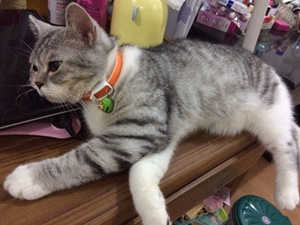 英國短毛貓懷孕要注意什么 英國短毛貓孕期注意事項