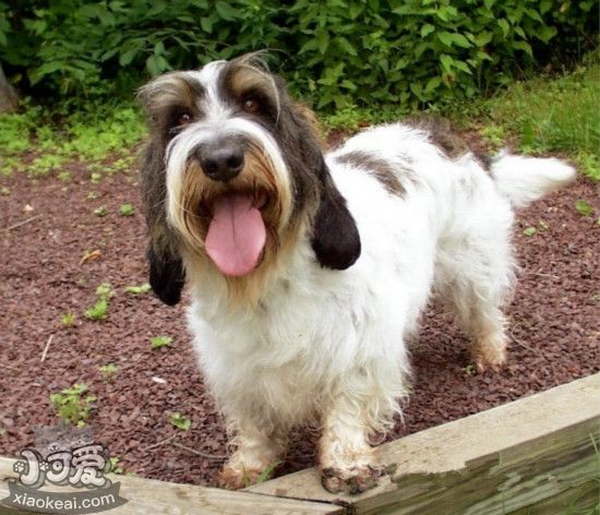 迷你貝吉格里芬凡丁犬修毛教程及注意事項(xiàng)