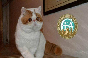 怎么幫加菲貓接生 加菲貓接生方法