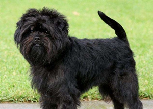 艾芬品吃什么 艾芬品喂食要點(diǎn)