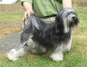 羅秦犬好養嗎 羅秦犬飼養方法