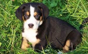 養(yǎng)大瑞士山地犬要準備什么 飼養(yǎng)之前準備事項