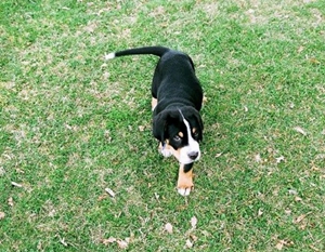 大瑞士山地犬性格好不好 大瑞士山地犬性格介紹
