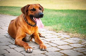 羅得西亞脊背犬性格怎么樣 獵獅犬性格平易近人