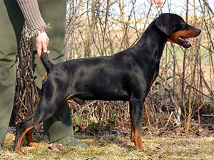 德國賓莎犬性格怎么樣 德國賓莎犬性格特點(diǎn)介紹