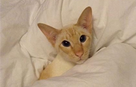 重點色短毛貓怎么消除淚痕 淚痕消除方法