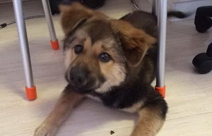 日本狆怎么洗澡 日本狆洗澡步驟流程