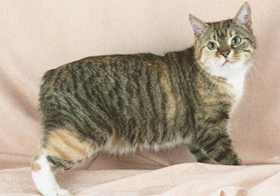 馬恩島貓為什么會腹脹 馬恩島貓幼貓腹脹治療