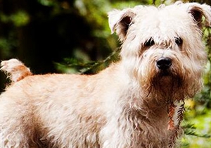 愛爾蘭峽谷梗好養嗎 愛爾蘭峽谷梗相處要點