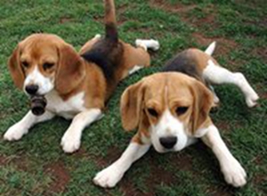 美國獵狐犬怎么美容 美國獵狐犬美容方法