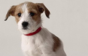 帕爾森羅塞爾梗怎么養 帕爾森羅塞爾梗日常飼養護理方法