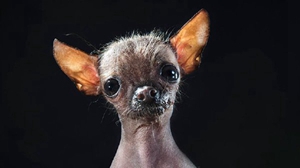 墨西哥無毛犬怎么護(hù)理 墨西哥無毛犬護(hù)理方法