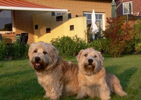 愛爾蘭峽谷梗洗澡要注意什么 愛爾蘭峽谷梗洗澡教程