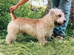 愛爾蘭峽谷梗性格怎么樣 愛爾蘭峽谷梗性格特點介紹