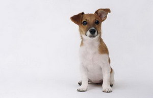 帕爾森羅塞爾梗耳朵怎么清潔 帕爾森羅塞爾梗耳朵護理方法