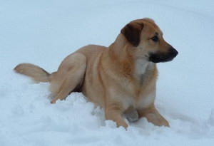 奇努克犬怎么養 奇努克犬飼養心得