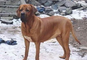 日本土佐犬指甲剪出血怎么處理方法