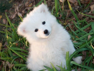 愛(ài)斯基摩犬耳朵怎么清潔 愛(ài)斯基摩犬耳朵清潔護(hù)理方法