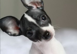 捕鼠梗犬牙齒怎么清潔 捕鼠梗犬口腔護理方法