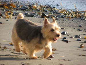 羅威士梗美毛吃什么 毛發(fā)美容飲食推薦