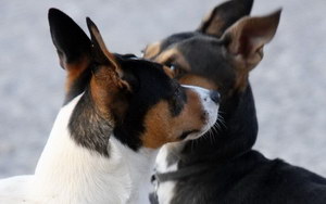 捕鼠梗犬怎么養 捕鼠梗犬飼養技巧