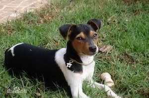 捕鼠梗犬耳朵怎么清潔 捕鼠梗犬耳朵護理方法