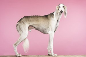 薩路基獵犬耳朵怎么清潔 薩路基獵犬耳朵護理方法