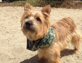 羅威士梗喂什么 羅威士梗喂養要點