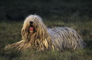 如何給可蒙犬剪指甲 可蒙犬剪指甲步驟流程