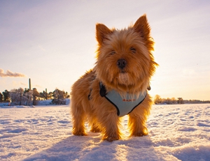 羅威士梗怎么養 羅威士梗飼養知識