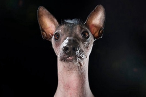墨西哥無毛犬怎么養 墨西哥無毛犬飼養要點