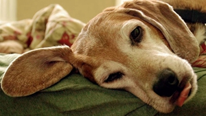 美國獵狐犬怎么養 美國獵狐犬多久喂一次