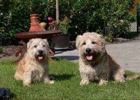 愛爾蘭峽谷梗怎么養 愛爾蘭峽谷梗飼養注意事項