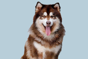 阿拉斯加發情怎么安撫