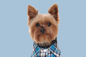 約克夏什么時候配種