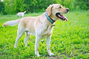 拉布拉多犬發情幾天