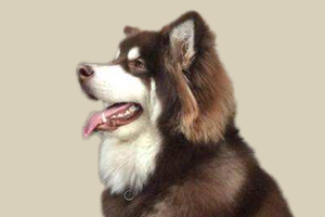 阿拉斯加犬發(fā)情癥狀有哪些